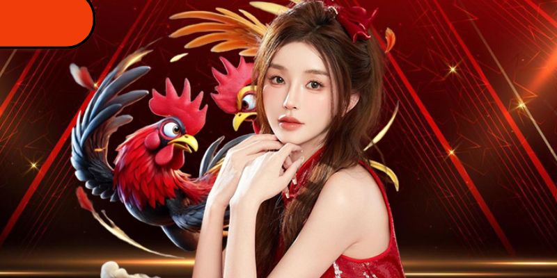Trực Tiếp Đá Gà 88 - Cập Nhật Nhanh, Kèo Nổ Mạnh Tay 3 Bỏ túi bí kíp chọn kèo thơm, tăng tỉ lệ thắng cực mạnh