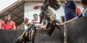 Đá gà trực tiếp Thomo không chỉ đơn thuần là môn thể thao