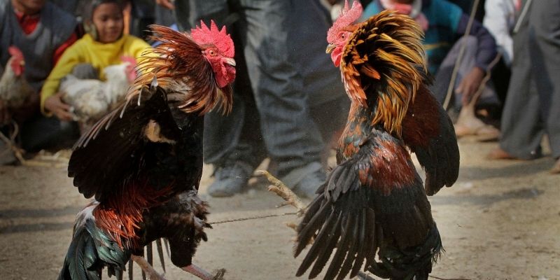 Gà Đá Đòn Độc - Kỹ Năng Gây Sát Thương Bất Ngờ Trong Trận 1 Gà đá đòn độc ít ra chiêu nhưng mỗi cú đều hiểm