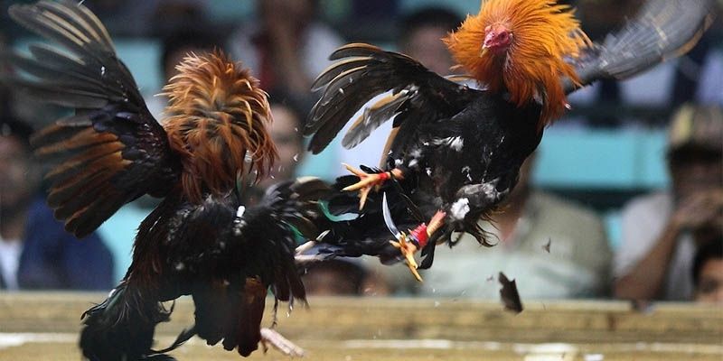 Trang Đá Gà Trực Tiếp FB88 | Cá Cược Nhanh, Ăn Lớn 3 Không trông chờ vào may rủi mà cần có chiến lược rõ ràng