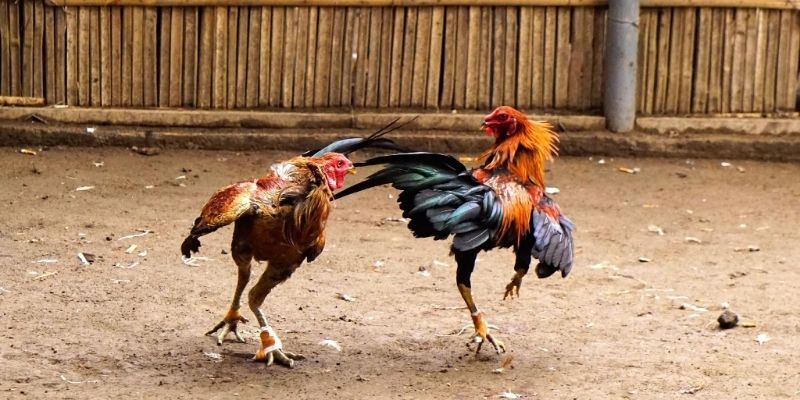Đá Gà Trực Tiếp Thomo - Hình Thức Giải Trí Siêu Kịch Tính 2 Trải nghiệm đá gà trực tiếp Thomo cùng FB88