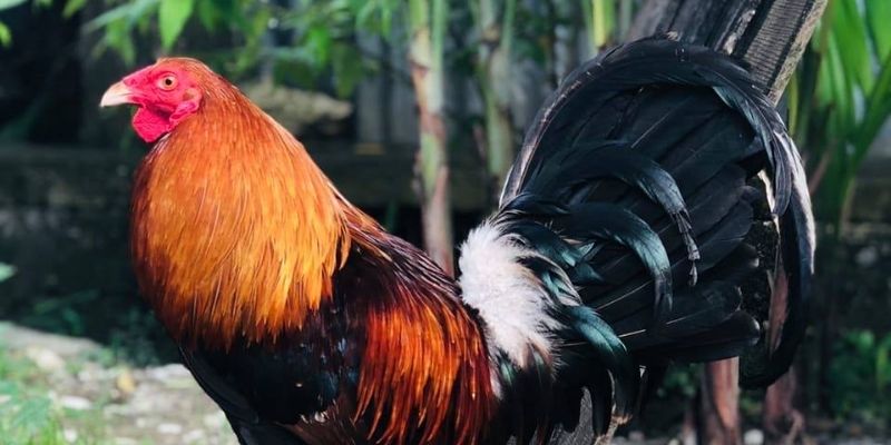 Đá Gà Mỹ – Những Cuộc Đối Đầu Của Các Chiến Kê Mạnh Mẽ 3 Bí kíp giúp bạn chiến thắng chọi gà Mỹ