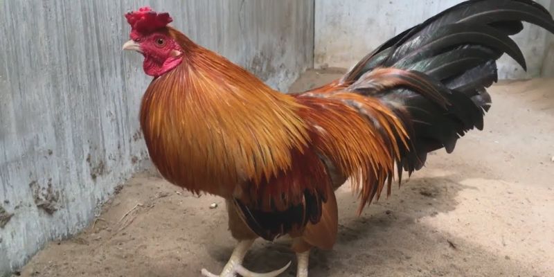 Chợ Tốt Gà Đá Hậu Giang - Nơi Quy Tụ Chiến Kê Hàng Đầu 3 Chợ tốt gà đá Hậu Giang chuyên cung cấp gà đòn hay
