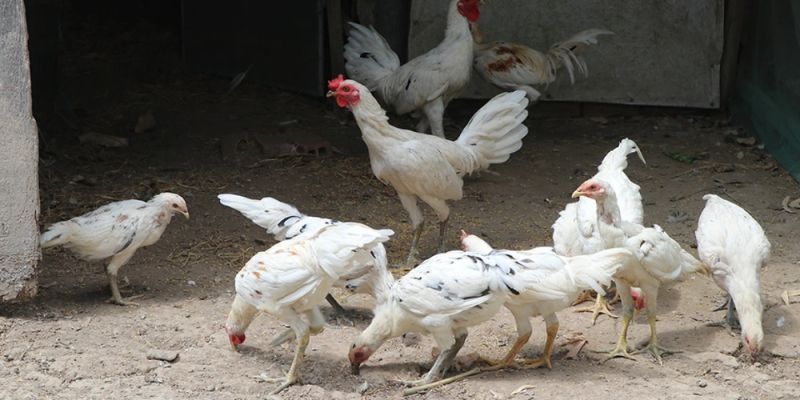 Chợ Tốt Gà Đá Hậu Giang - Nơi Quy Tụ Chiến Kê Hàng Đầu 1 Chợ tốt gà đá Hậu Giang sôi động nhờ nguồn gà chất