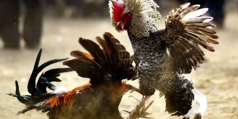 Đá Gà Thái – Một Môn Thể Thao Truyền Thống Đặc Sắc 3 Hướng dẫn chọn chiến kê để tăng thêm cơ hội thắng