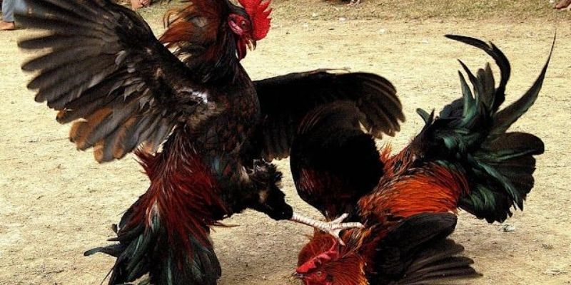 Đá Gà Thái – Một Môn Thể Thao Truyền Thống Đặc Sắc 1 Khái quát chính về hình thức chọi gà Thái