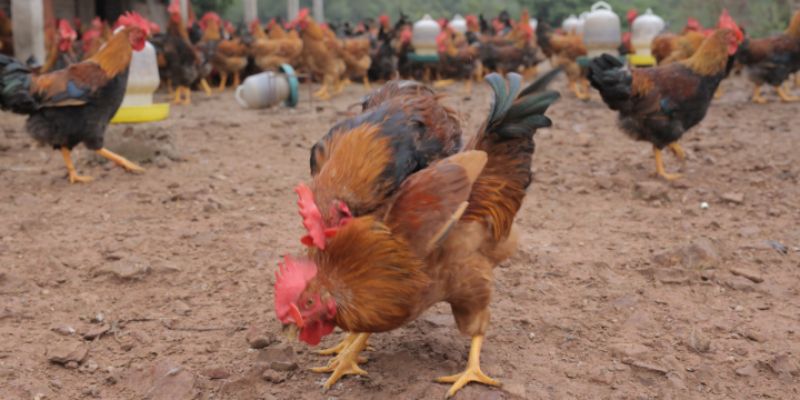 Chợ Tốt Gà Đá Hậu Giang - Nơi Quy Tụ Chiến Kê Hàng Đầu 2 Kinh nghiệm giao dịch nhanh tại chợ tốt gà đá Hậu Giang