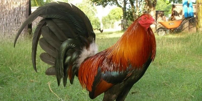 Đá Gà Mỹ – Những Cuộc Đối Đầu Của Các Chiến Kê Mạnh Mẽ 2 Nắm vững các quy tắc giúp bạn cược gà chủ động hơn