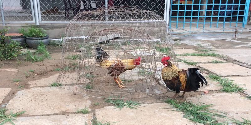 Đá Gà Miền Tây | Loại Hình Cá Cược Độc Đáo Trên FB88 3 Nhắc đến đá gà miền Tây không thể nào thiếu được giống gà chọi chợ Lách