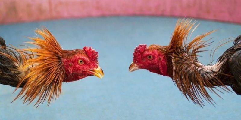 Bí Quyết Soi Gà Đá Từ Kinh Nghiệm Từ Các Chuyên Gia 2 Quan sát là kỹ năng chọi gà quan trọng cần nắm vững