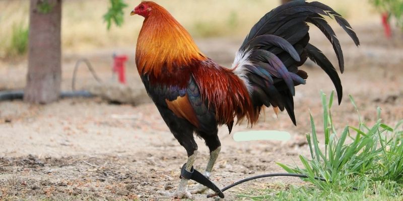 Đá Gà Mỹ – Những Cuộc Đối Đầu Của Các Chiến Kê Mạnh Mẽ 1 Thông tin chính về hình thức cá cược gà Mỹ
