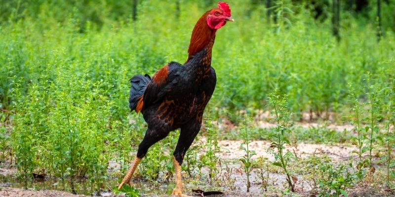 Cách quan sát và chọn kèo trong đá gà FG3