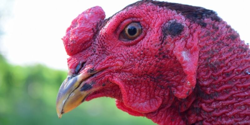 Đá Gà Cựa Dao 67 - Sân Chơi Kịch Tính Dành Cho Mọi Tín Đồ 3 Chọn chiến kê đúng cách quyết định đến kết quả trận đấu