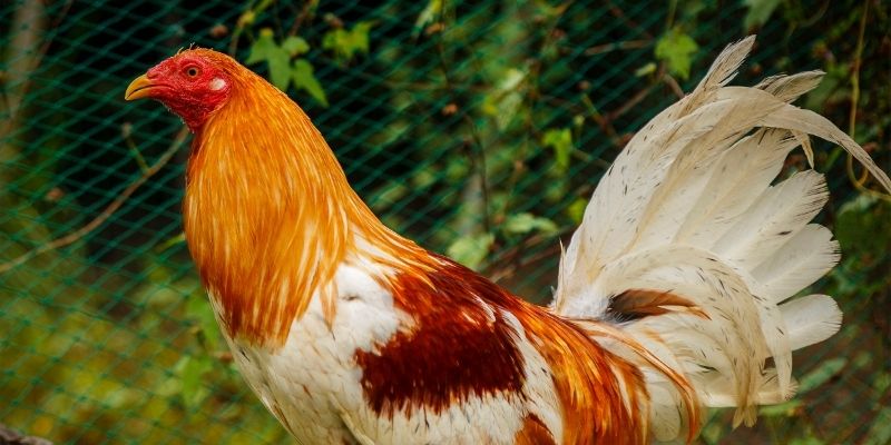 Chọn kèo FG3 cần cân nhắc kỹ để tối ưu lợi nhuận