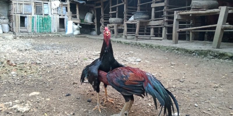 Đá Gà Cựa Dao 67 - Sân Chơi Kịch Tính Dành Cho Mọi Tín Đồ 1 Đá gà cựa dao 67 nổi bật nhờ sự kịch tính trong từng pha đấu