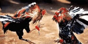 Đá gà cựa dao C2 thực sự là siêu phẩm giải trí