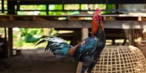 Đá gà FG3 không chỉ là trò cá cược đơn thuần