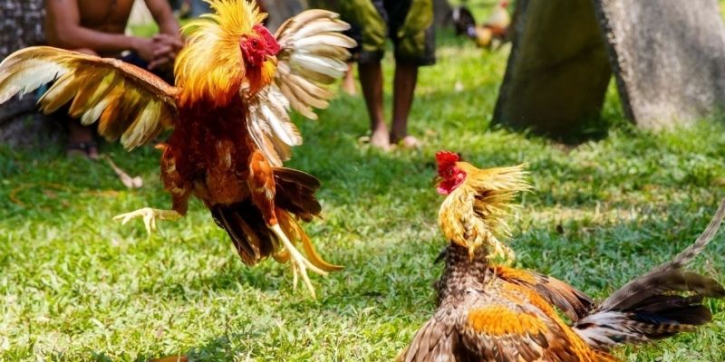 Đá Gà Sb1 - Sân Chơi Cá Cược Đỉnh Cao Cho Hội Viên FB88 1 Đôi nét về trường đào tạo kê tại Philipines