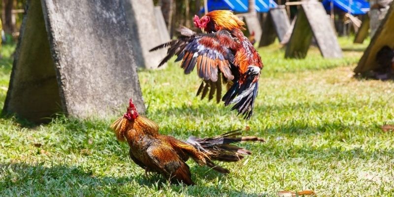 Đá Gà Sb1 - Sân Chơi Cá Cược Đỉnh Cao Cho Hội Viên FB88 3 FB88 cam kết cung cấp số liệu cá cược minh bạch