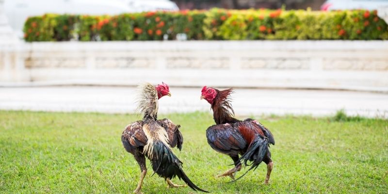 Học mẹo nhìn kê chuẩn để có khởi đầu thuận lợi