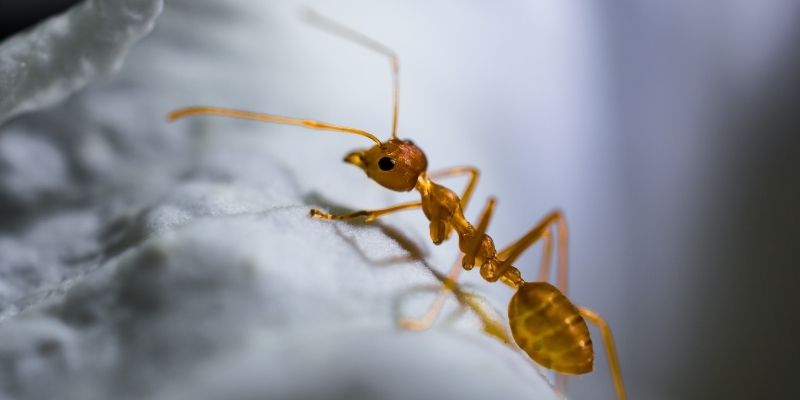 Mơ Thấy Kiến - Liên Hệ Các Con Số Liên Quan Tới Giấc Ngủ 1 Kỹ năng đánh đề theo giấc mơ thấy kiến