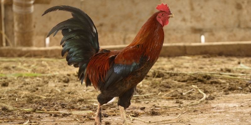 Đá Gà Cựa Dao 67 - Sân Chơi Kịch Tính Dành Cho Mọi Tín Đồ 2 Sẵn sàng trước khi đặt cược giúp nâng cao tỷ lệ chiến thắng