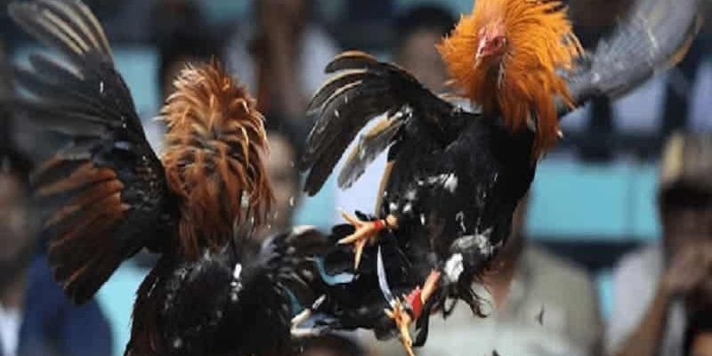 Đá Gà Cựa Dao C2 | Sân Cược Đỉnh Cao Cho Người Máu Lửa 1 Tìm hiểu nguyên tắc vận hành của đá gà cựa dao C2