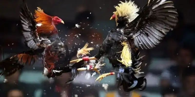 Đá Gà Cựa Dao C2 | Sân Cược Đỉnh Cao Cho Người Máu Lửa 3 Xuống tiền chủ chốt cho kê chiến chủ động trong chiến đấu